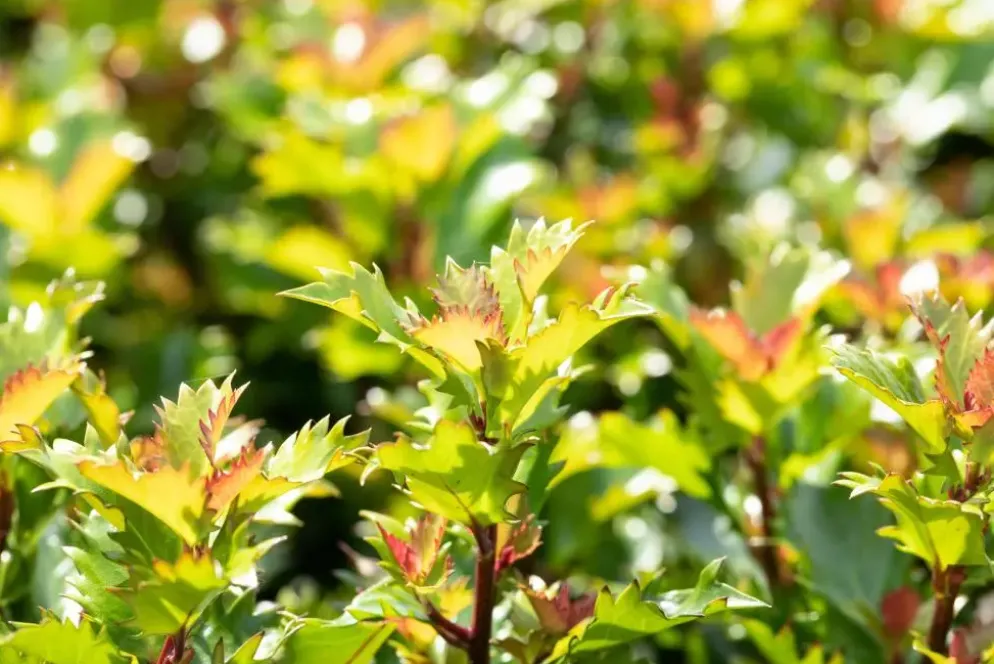 Ilex meserveae 'Little Rascal'® (Hulst 'Little Rascal')