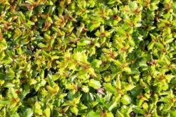 Ilex meserveae 'Little Rascal'® (Hulst 'Little Rascal')