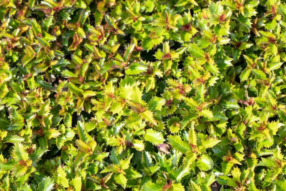 Ilex meserveae 'Little Rascal'® (Hulst 'Little Rascal')