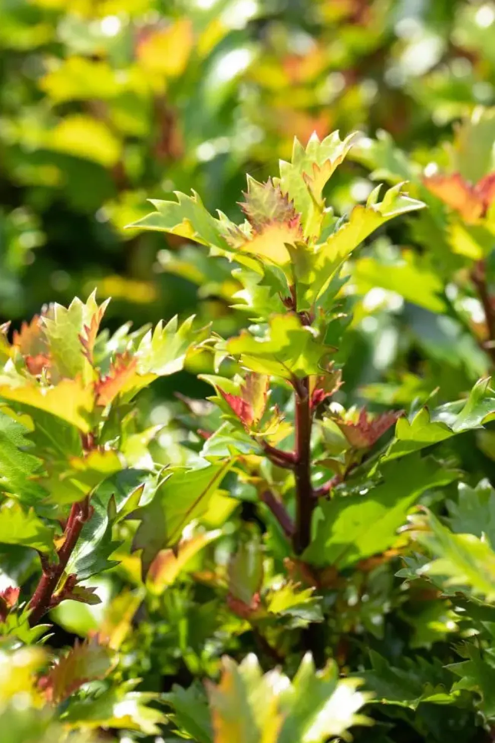 Ilex meserveae 'Little Rascal'® (Hulst 'Little Rascal')