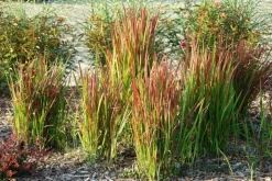 Imperata cylindrica 'Red Baron' (Japans bloedgras 'Red Baron')