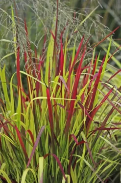 Imperata cylindrica 'Red Baron' (Japans bloedgras 'Red Baron')