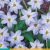 Ipheion uniflorum wisley blue 20 stuks