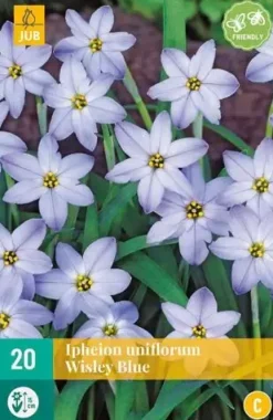 Ipheion uniflorum wisley blue 20 stuks