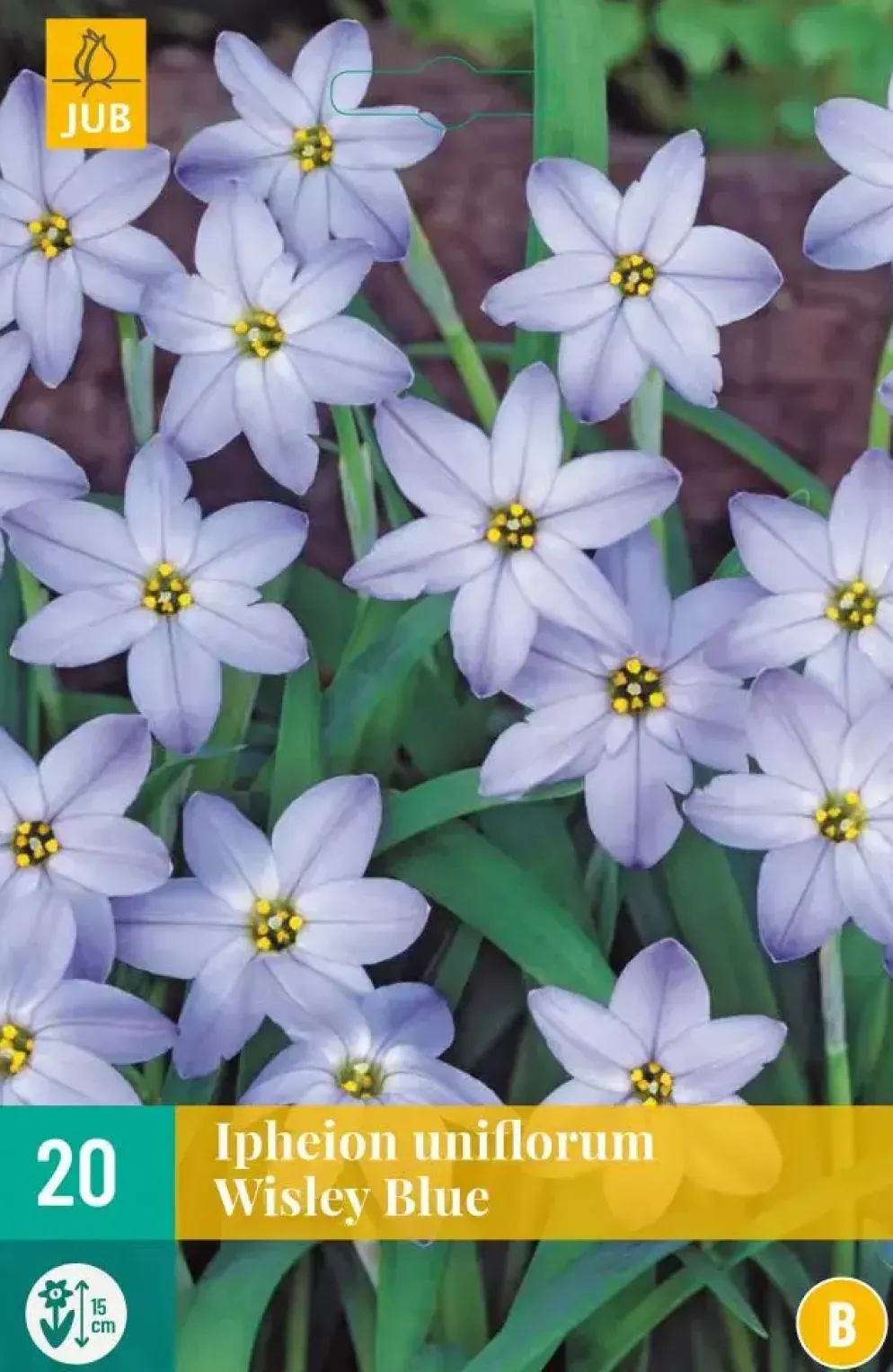 Ipheion uniflorum wisley blue 20 stuks
