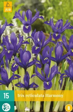 Iris Harmony 15 stuks