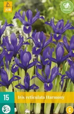 Iris Harmony 15 stuks