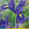 Iris hollandica blauw 25 stuks