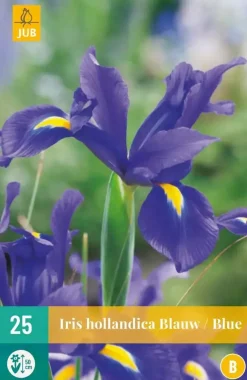 Iris hollandica blauw 25 stuks