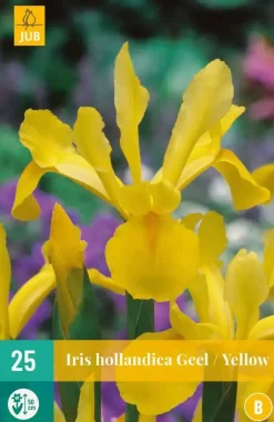 Iris hollandica geel 25 stuks