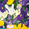 Iris hollandica mix 25 stuks
