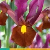 Iris hollandica Red Ember 10 stuks
