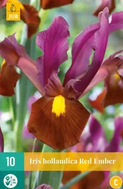 Iris hollandica Red Ember 10 stuks