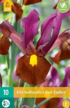 Iris hollandica Red Ember 10 stuks