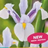 Iris holl. carmen 25st