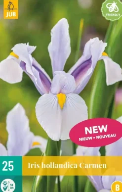 Iris holl. carmen 25st