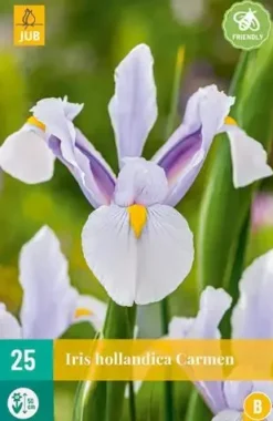 Iris holl. carmen 25st