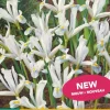Iris ret. frozen planet 15st