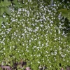 Isotoma fluviatilis (Isotoma)