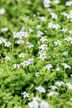 Isotoma fluviatilis (Isotoma)