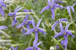 Isotoma fluviatilis (Isotoma)