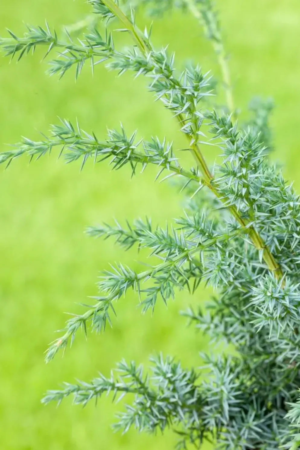 Juniperus (Juniperus)