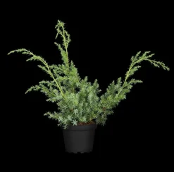 Juniperus (Juniperus)
