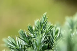 Juniperus (Juniperus)