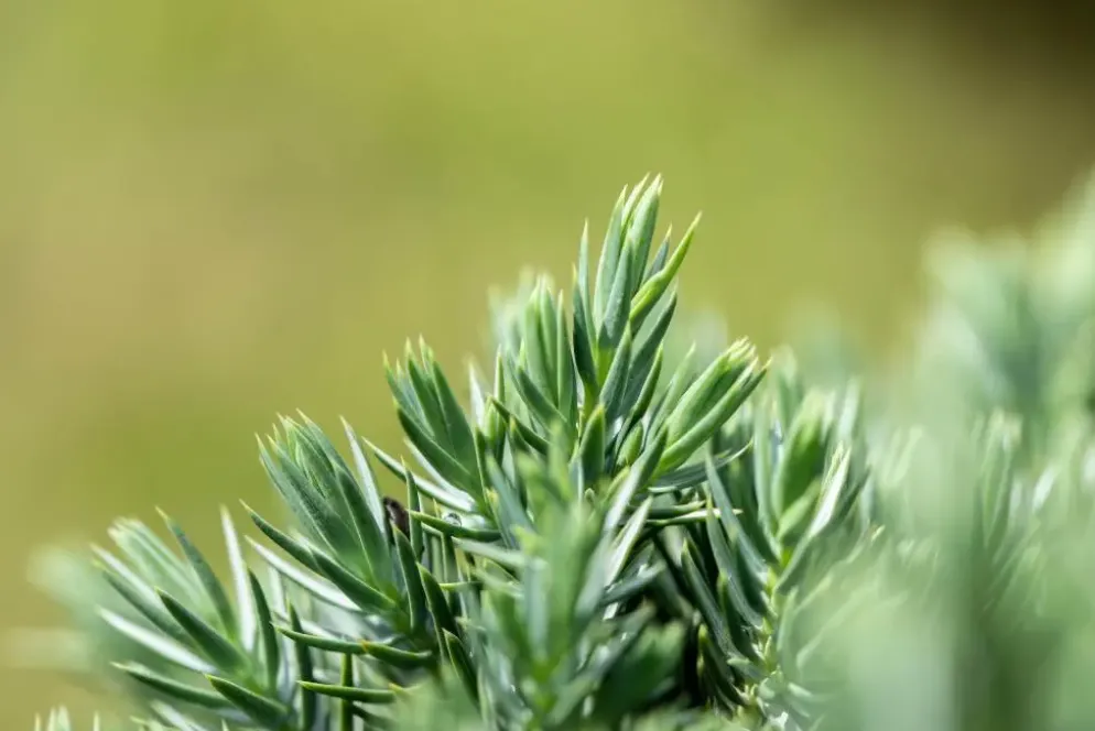 Juniperus (Juniperus)