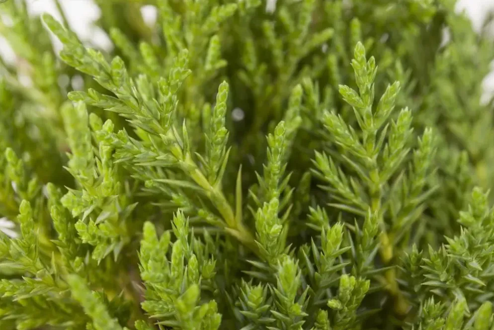 Juniperus (Juniperus)