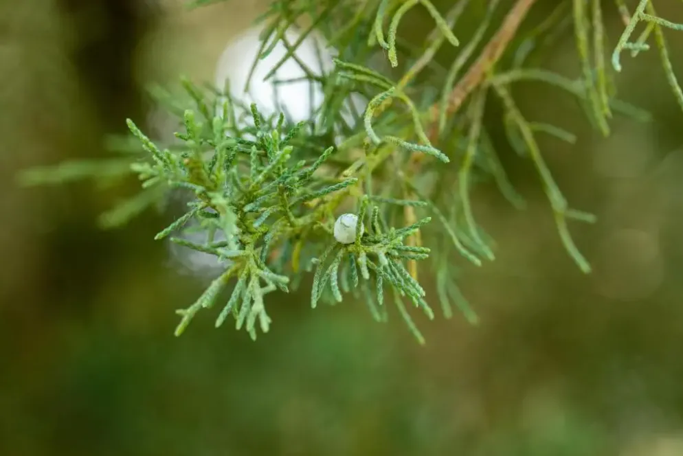 Juniperus (Juniperus)