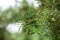 Juniperus (Juniperus)