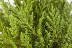 Juniperus (Juniperus)