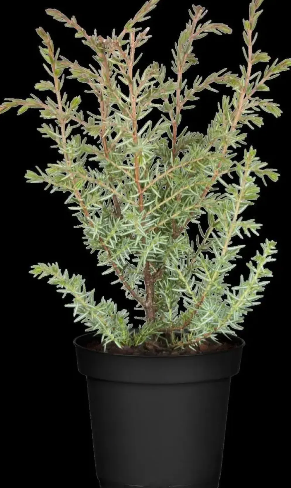Juniperus (Juniperus)