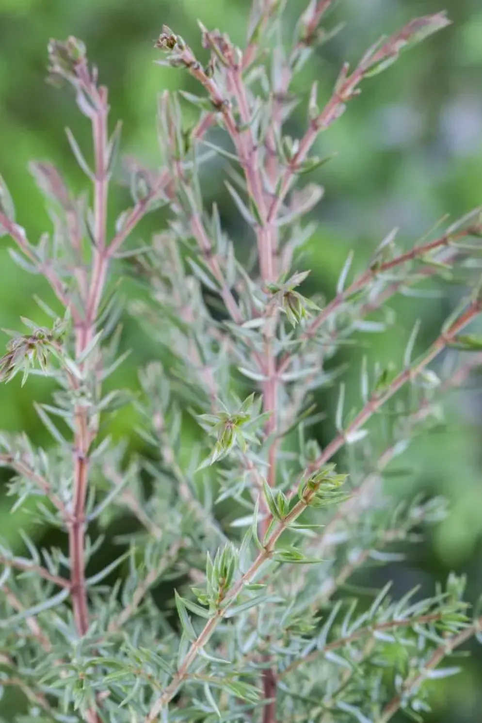 Juniperus (Juniperus)