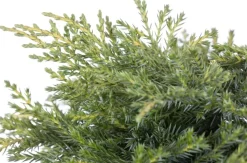 Juniperus (Juniperus)