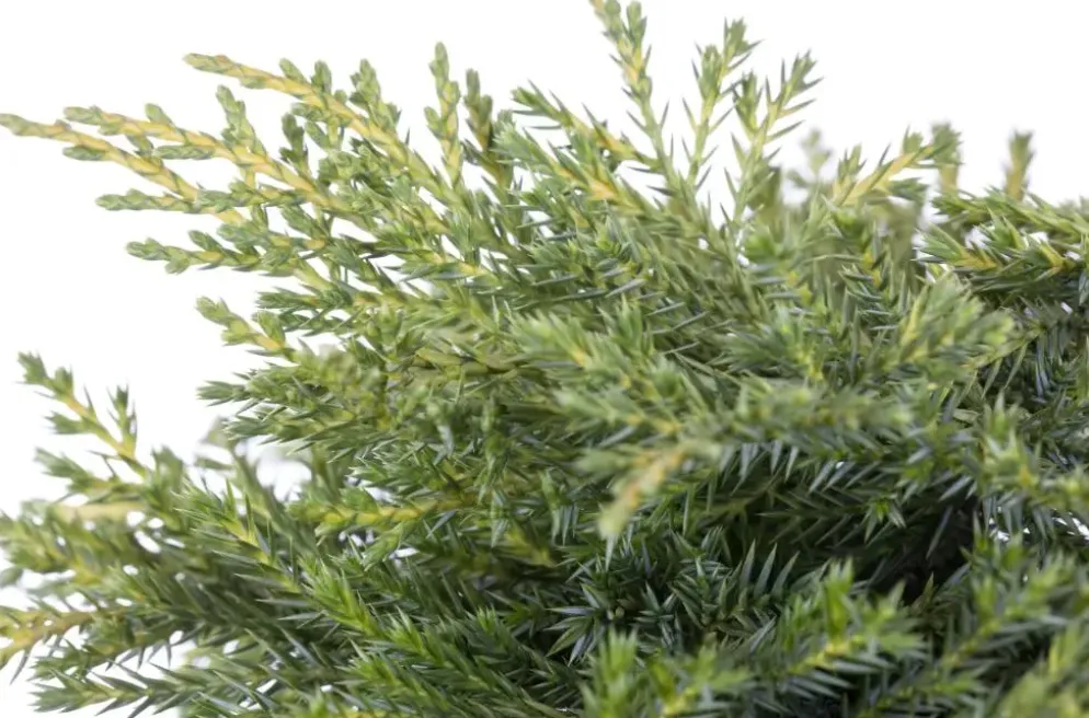 Juniperus (Juniperus)