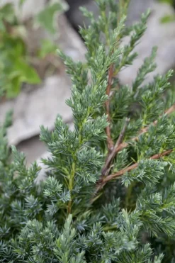 Juniperus (Juniperus)