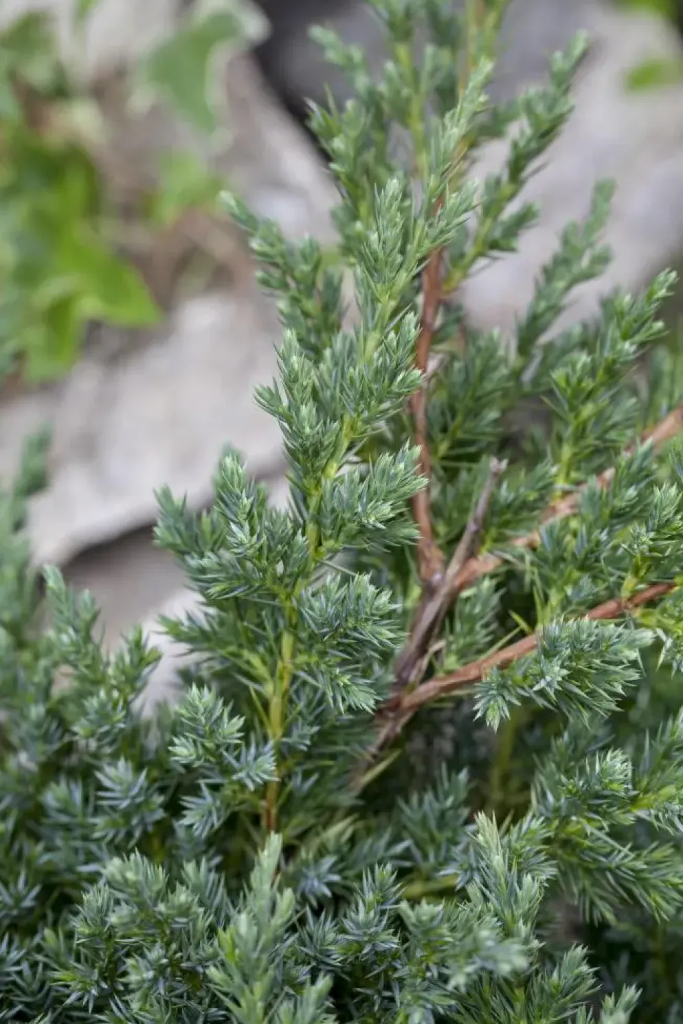 Juniperus (Juniperus)