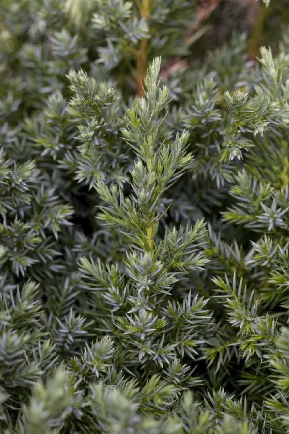 Juniperus (Juniperus)