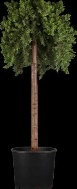 Juniperus, Stamm (Juniperus)