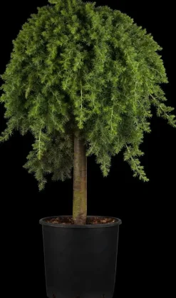 Juniperus, Stamm (Juniperus)