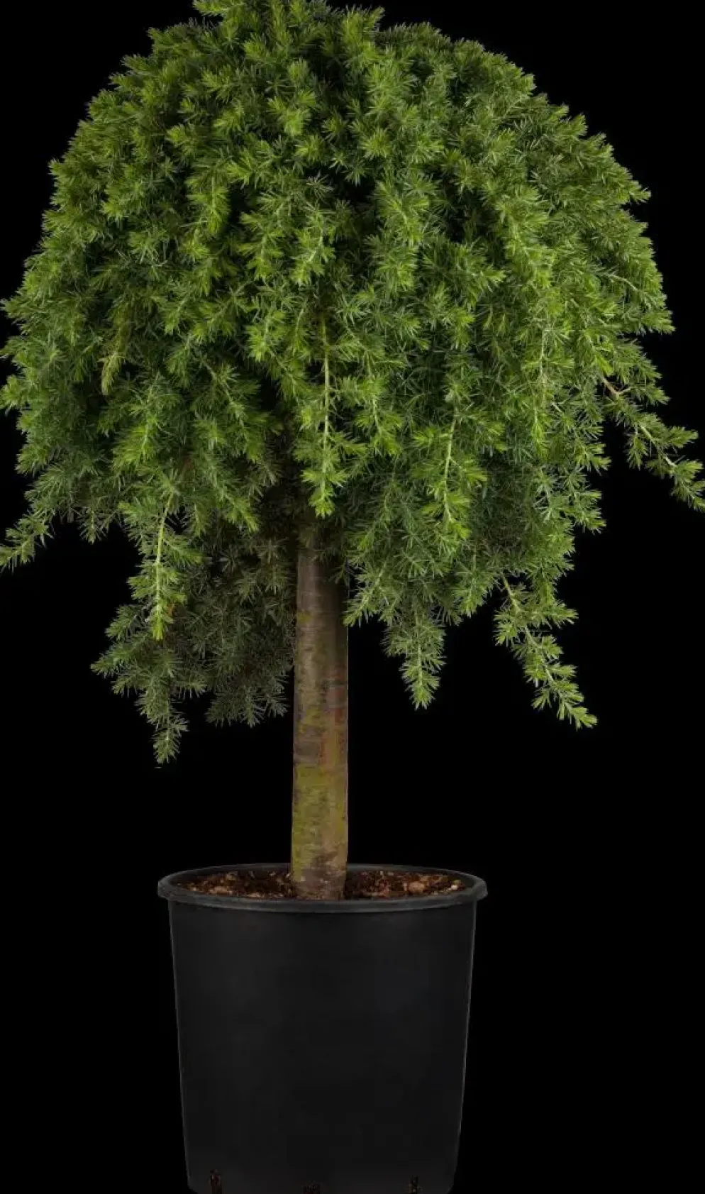 Juniperus, Stamm (Juniperus)