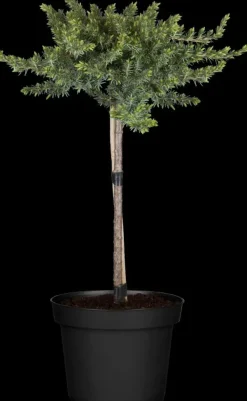 Juniperus, Stamm (Juniperus)