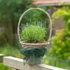 Juteband groen 10cml25m