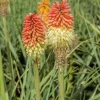 Kniphofia uvaria (Vuurpijl)