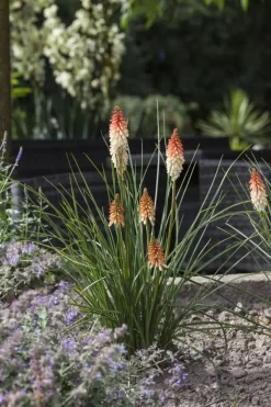 Kniphofia uvaria (Vuurpijl)