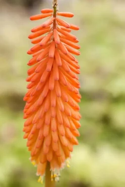 Kniphofia uvaria (Vuurpijl)