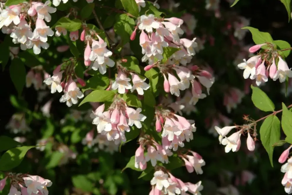 Kolkwitzia amabilis 'Pink Cloud' (Kolkwitzia 'Pink Cloud')