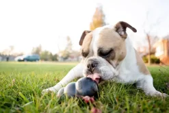 Kong hond Extreme rubber “L”, zwart